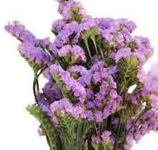 STATICE LAVENDER GROWER BUNCH 